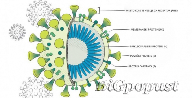 sars, cov2, , antitela, na, covid, igm, ili, igg, , 1600, rsd