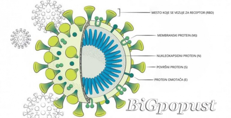 SARS Cov2 - ukupna antitela na COVID (IgM+IgG) - 2800 rsd 4