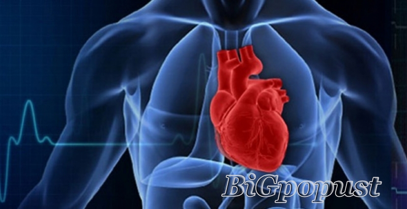 4700 rsd  za kompletan kardiološki pregled sa EKG i UZ srca u poliklinici Bonadea 1