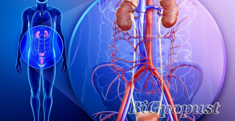 Pregled urologa sa kompletnom ultrazvučnom dijagnostikom 4500 rsd  1